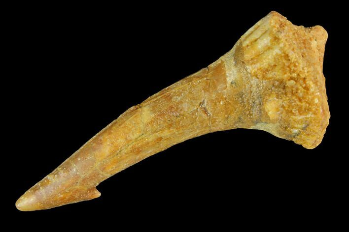 Fossil Sawfish (Onchopristis) Rostral Barb - Morocco #145584